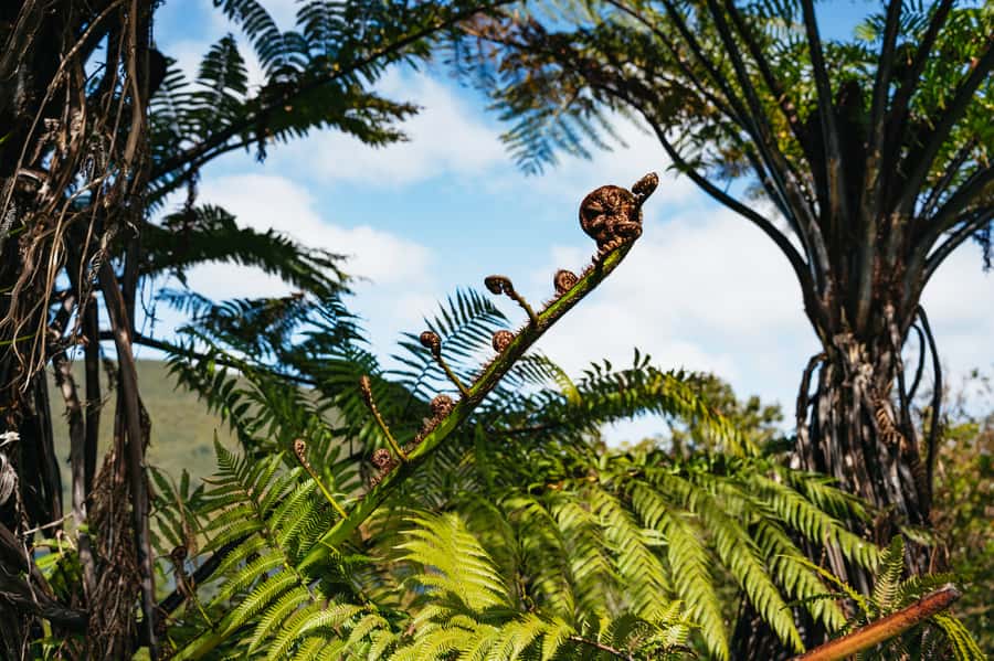 Rotorua: 'Thermal Path Tour' Geothermal half day Tour - What the guide adds to the experience