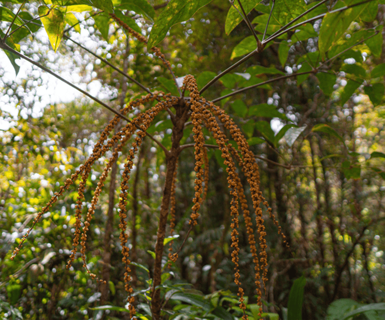 Sabah: Kinabalu Park, Hot Springs, and Cow Farm Day Tour - Poring Hot Springs and the rainforest finish