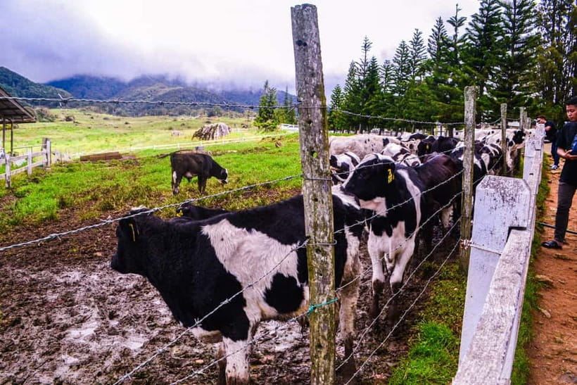 Sabah: Kinabalu Park, Poring Hot Springs & Desa Farm Tour - A long day from Kota Kinabalu to the mountain country