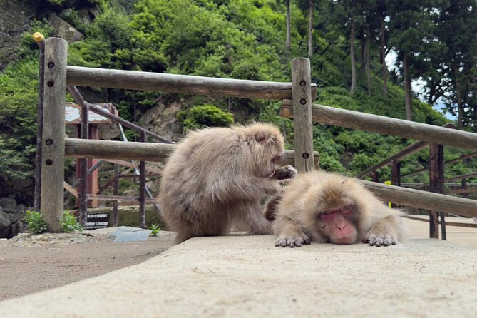 Snow Monkey Park, Soba Lunch and Shibu Onsen Tour - Why the snow monkeys are worth the trip