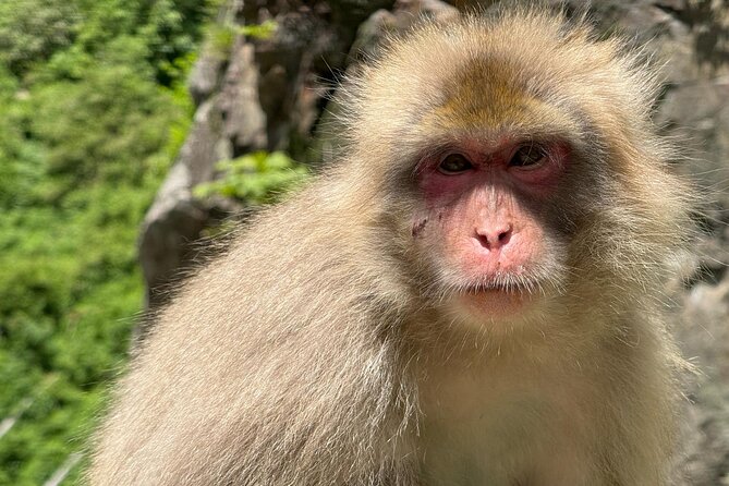 Snow Monkey Park, Soba Lunch and Shibu Onsen Tour - A short stop at Enza Cafe