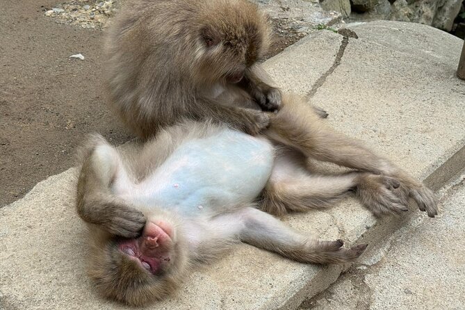 Snow Monkey Park, Soba Lunch and Shibu Onsen Tour - What the guide adds