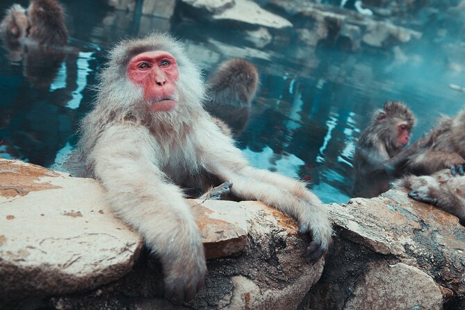 Snow Monkey & Shibu Onsen Afternoon Tour (Depart: Iiyama & Nozwa) - Why this afternoon tour works