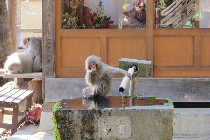 Snow Monkey & Shibu Onsen Afternoon Tour (Depart: Iiyama & Nozwa) - Kokugon-ji Temple and the green-season route