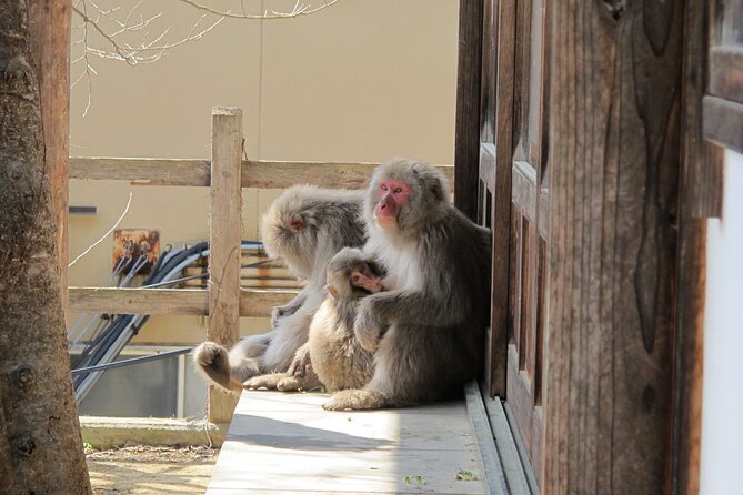 Snow Monkey & Shibu Onsen Afternoon Tour (Depart: Iiyama & Nozwa) - Guides, stories, and the human side of the tour