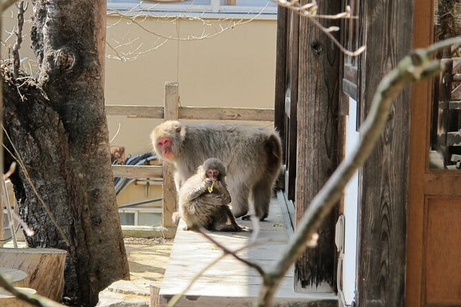 Snow Monkey & Shibu Onsen Private Tour (Nagano, Nozawa, Myoko) - Why the early morning matters at Jigokudani