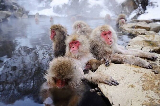 Snow Monkey & Shibu Onsen Private Tour (Nagano, Nozawa, Myoko) - What the private vehicle changes