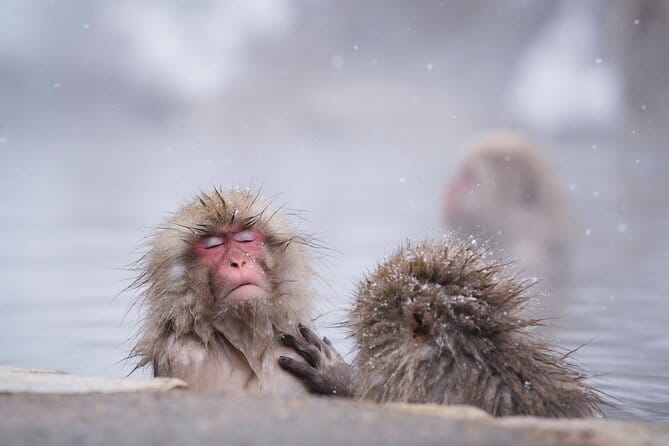 Snow Monkey & Shibu Onsen Private Tour (Nagano, Nozawa, Myoko) - How demanding is the walking?