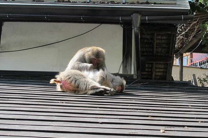 Snow Monkey & Shibu Onsen Private Tour (Nagano, Nozawa, Myoko) - A stop at Tamamura Honten, founded in 1805