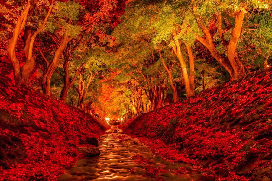 Tokyo: Mt Fuji Lake Kawaguchi & Yamanaka Hot Spring Day Tour - Driving time, traffic, and the shape of the day