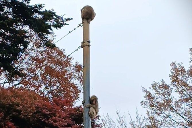 Tokyo: Mt. Takao Tour with Ramen and Tattoo-Okay Hot Spring - The summit and the chance to see Mt. Fuji