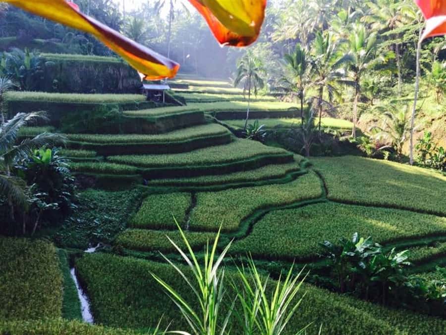 Ubud & Volcano Hot Springs Tours - Bali Temen Coffee Plantation and the story of expensive coffee