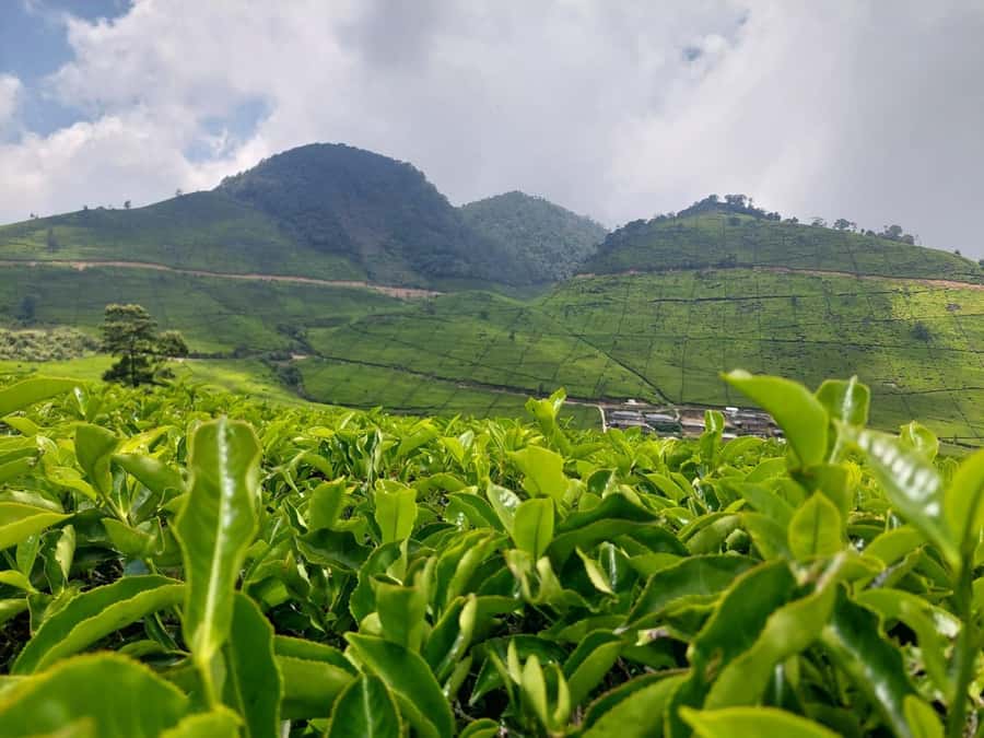 Volcano, Hot Spring, Mud Bath & Tea plantation all included - Glamping Lakeside: lunch, lake time, and optional go-karting