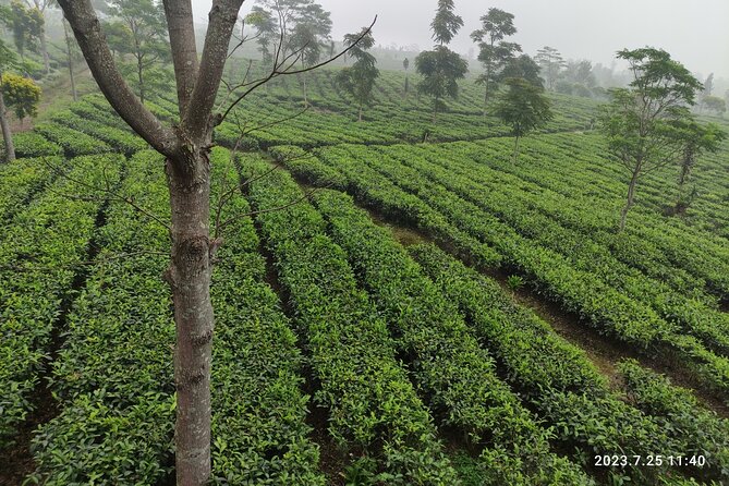 Volcano, Hot Spring, Tea Factory, rice fields and Coffee Tour - Leaving Jakarta for rice country