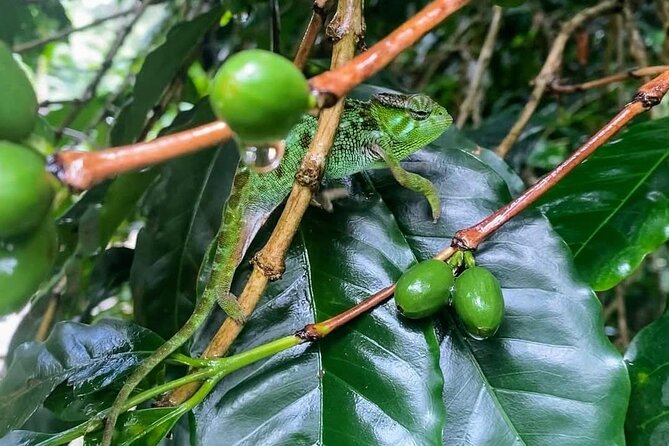Waterfall, coffee tour & hot springs - lunch and drinks included - Why the $99 Price Can Make Sense
