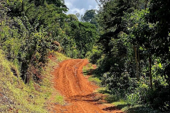 Waterfall, coffee tour & hot springs - lunch and drinks included - Who Should Book This Day Trip