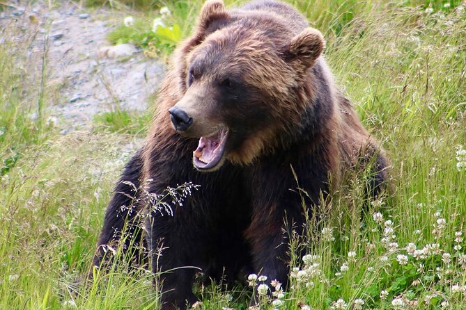 Yellowstone, Grand Teton, and Hot Springs: Small Group 5-Day Tour - Yellowstone’s geothermal heart