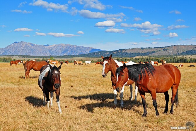Yellowstone, Grand Teton, and Hot Springs: Small Group 5-Day Tour - Day four: Grand Teton, Jackson Lake, and Jenny Lake