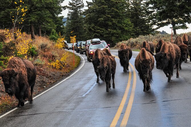 Yellowstone, Grand Teton, and Hot Springs: Small Group 5-Day Tour - Day five: elk country and a warm finish