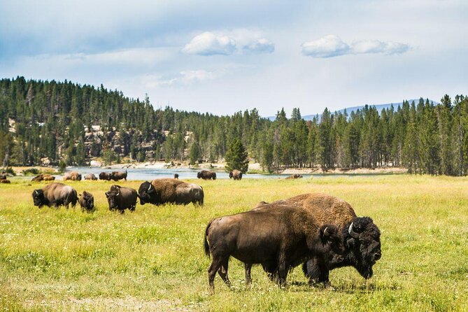 Yellowstone Lower Loop Tour | Wildlife & Hot Springs | PRIVATE - Key points to know before you book