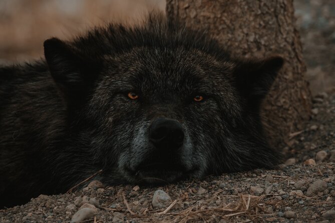 Yellowstone Lower Loop Tour | Wildlife & Hot Springs | PRIVATE - Mud Volcano and the sounds of Yellowstone