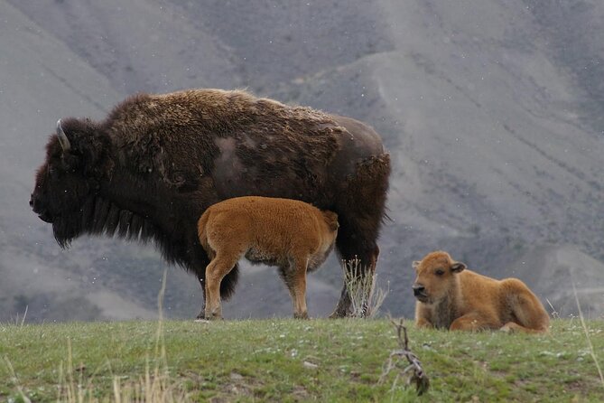 Yellowstone Lower Loop Tour | Wildlife & Hot Springs | PRIVATE - Hayden Valley wildlife viewing