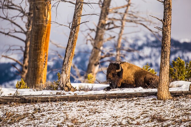 Yellowstone Lower Loop Tour | Wildlife & Hot Springs | PRIVATE - Starting early from West Yellowstone