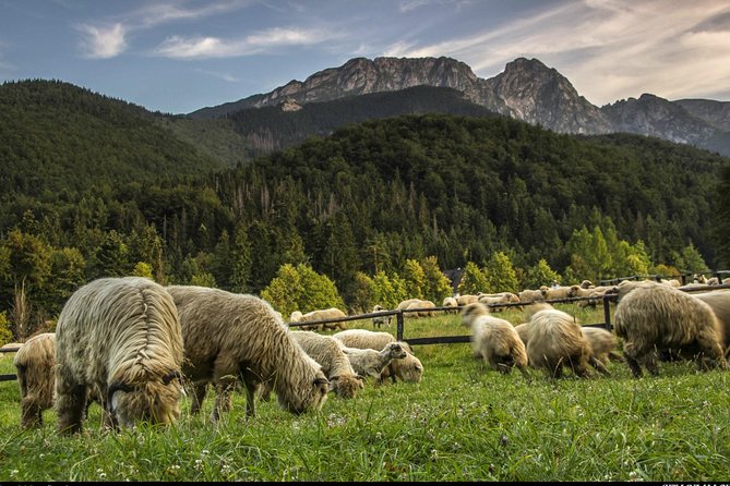 Zakopane & Thermal Springs: Private Tour - Is $217.99 per person good value?